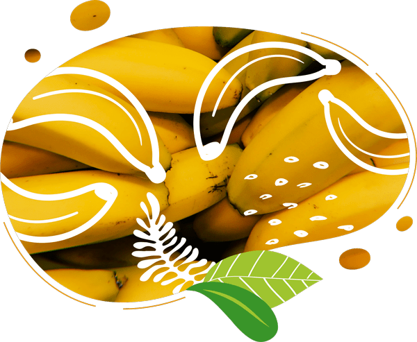 Bananes utilisées comme ingrédient pour des recettes de smoothies