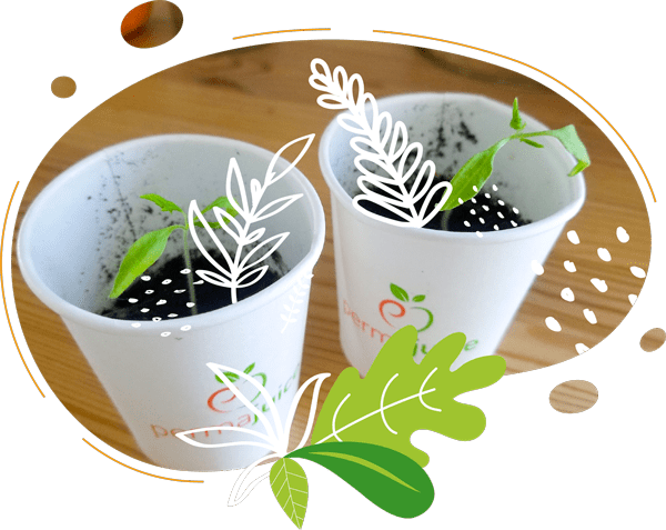Gobelets compostables destinés à servir des smoothies