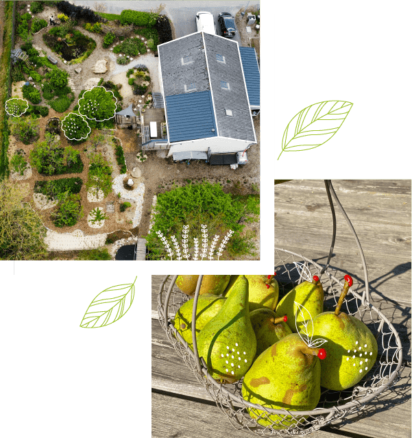 Visuel du jardin Permajuice vu du haut avec les poires du jardin